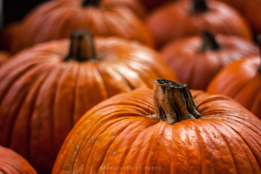 An autumn pumpkin patch in acushnet, MA