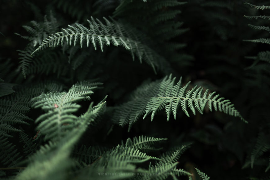 Ferns under the forest canopy