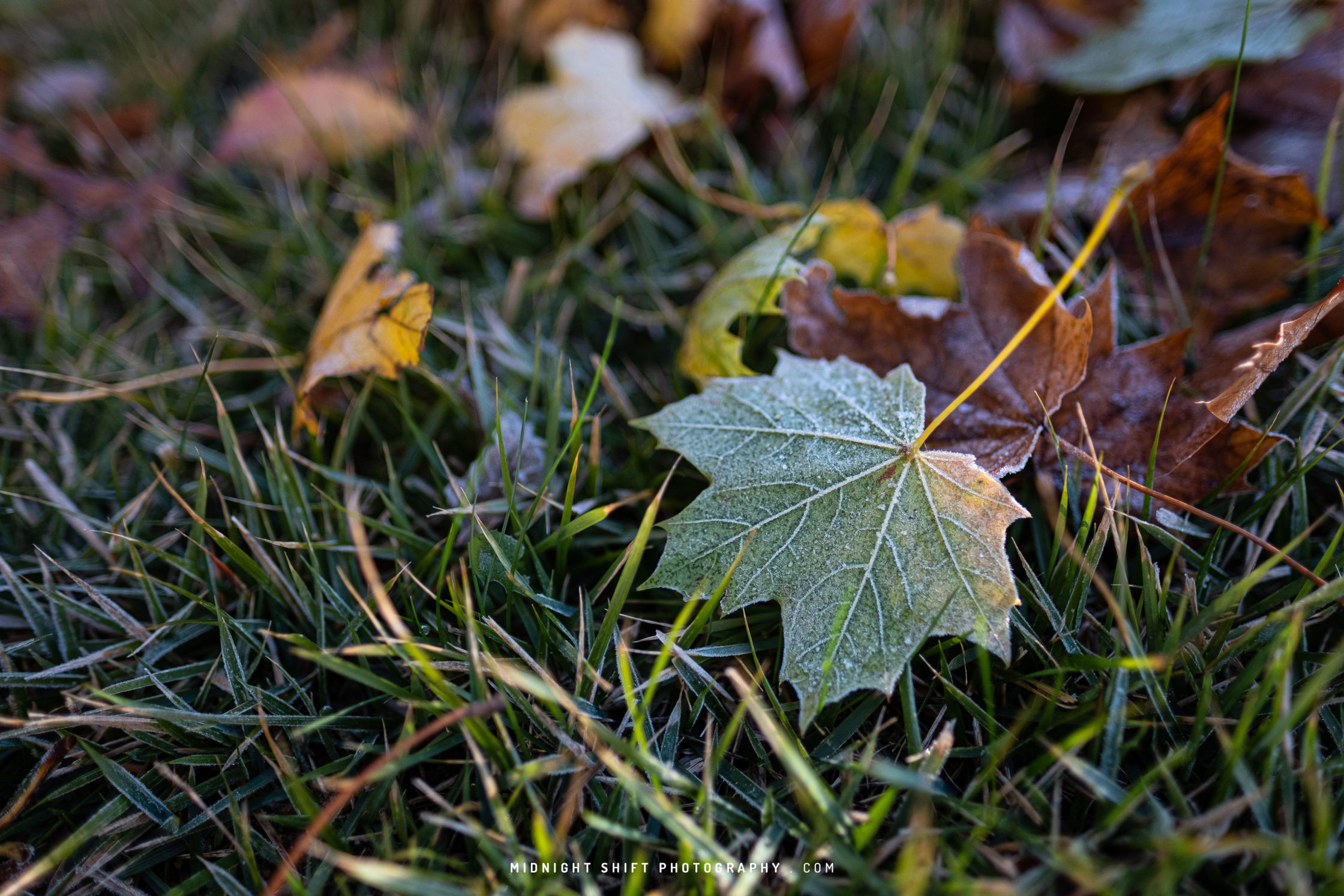 A leaf coated in a layer of frost sits on a bed of grass
