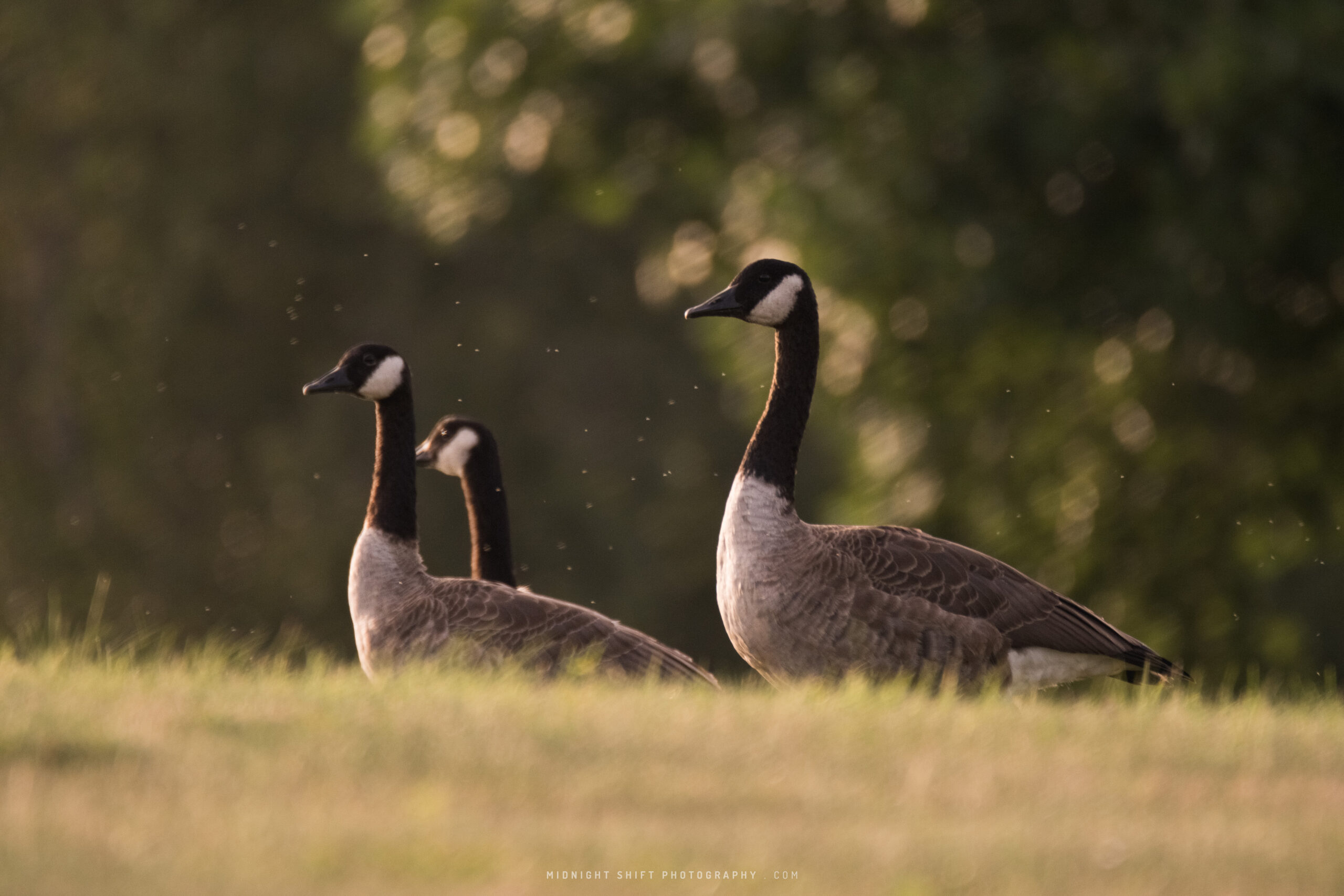 A flock of Canada Geese occupy a field