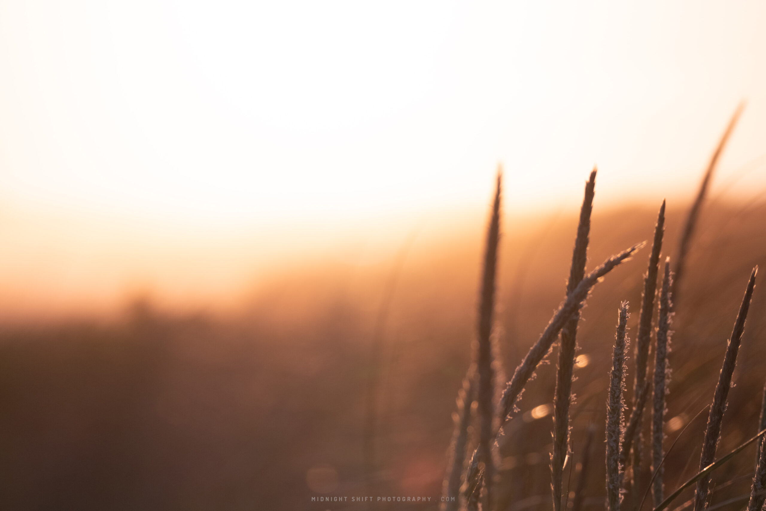 The sun sets behind some tall grass at the beach