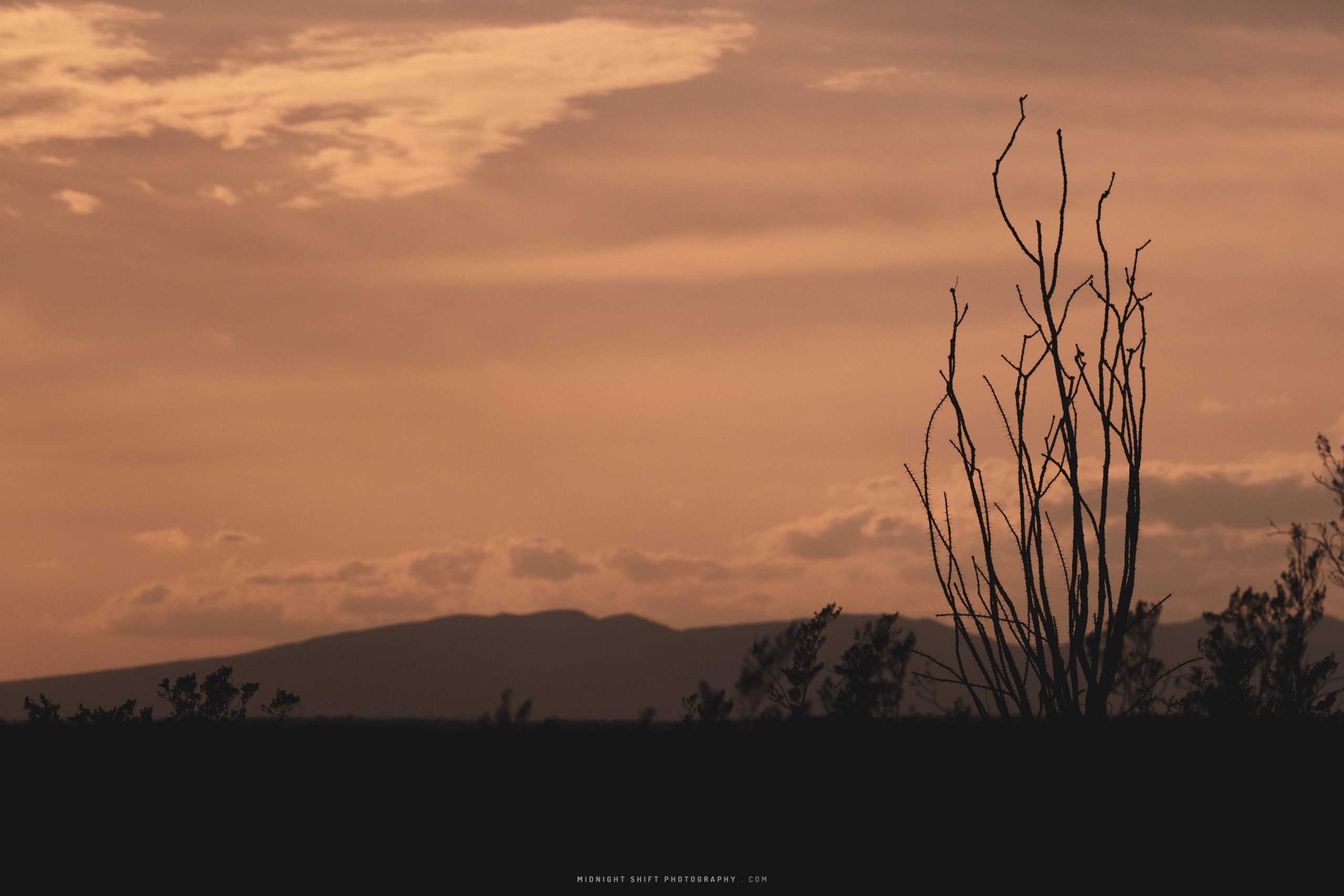 A ocotillo stands tall during sunset in Big Bend National Park