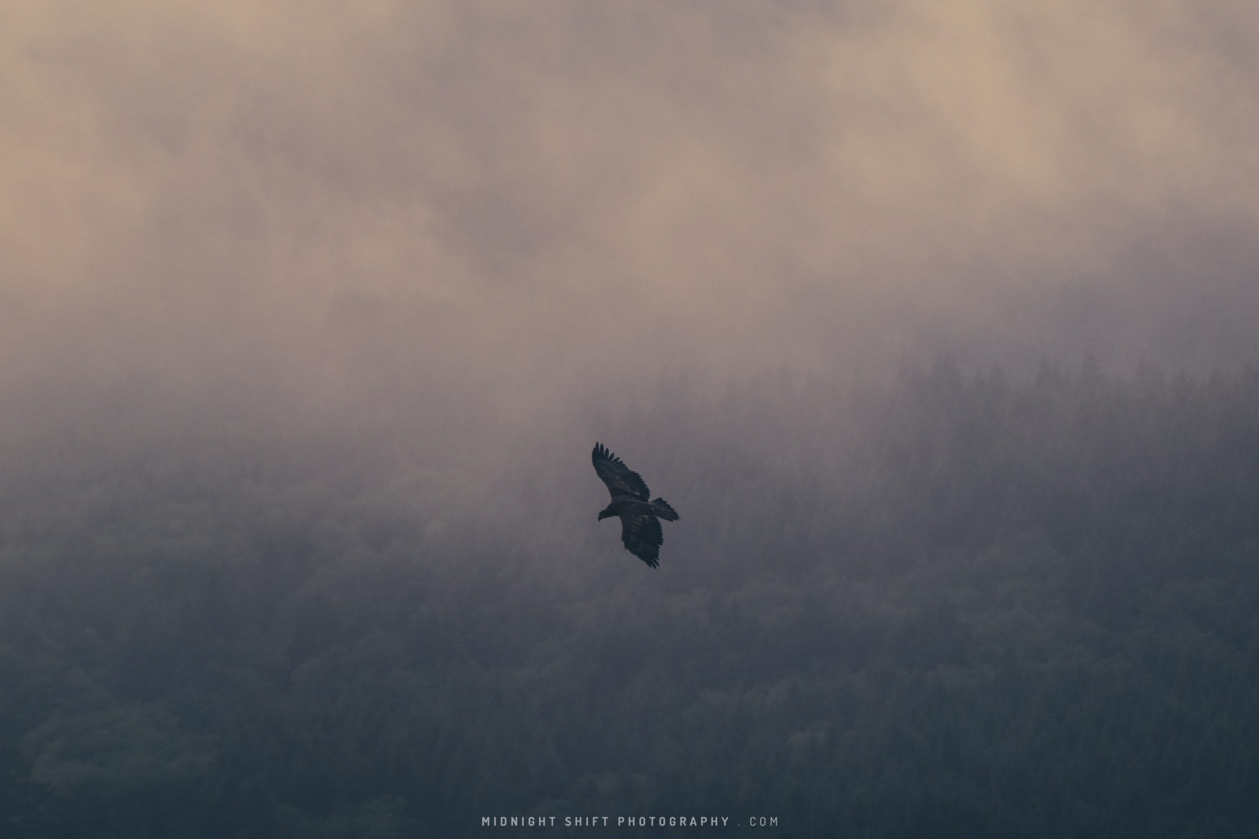 A juvenile bald eagle flies above the harbor in Seiku, Washington.