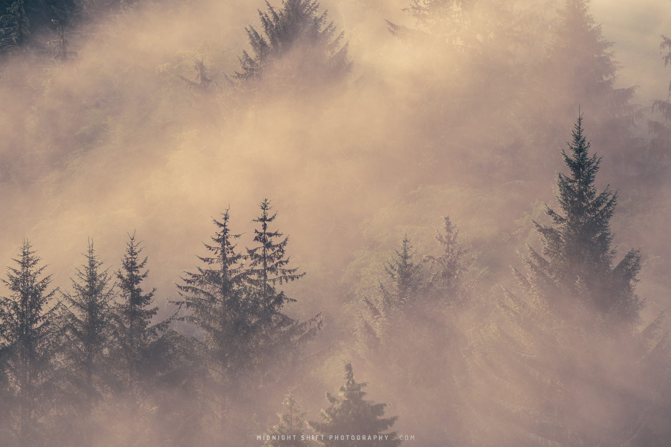 The sun shines through fog in the trees during the early morning in Seiku, Washington