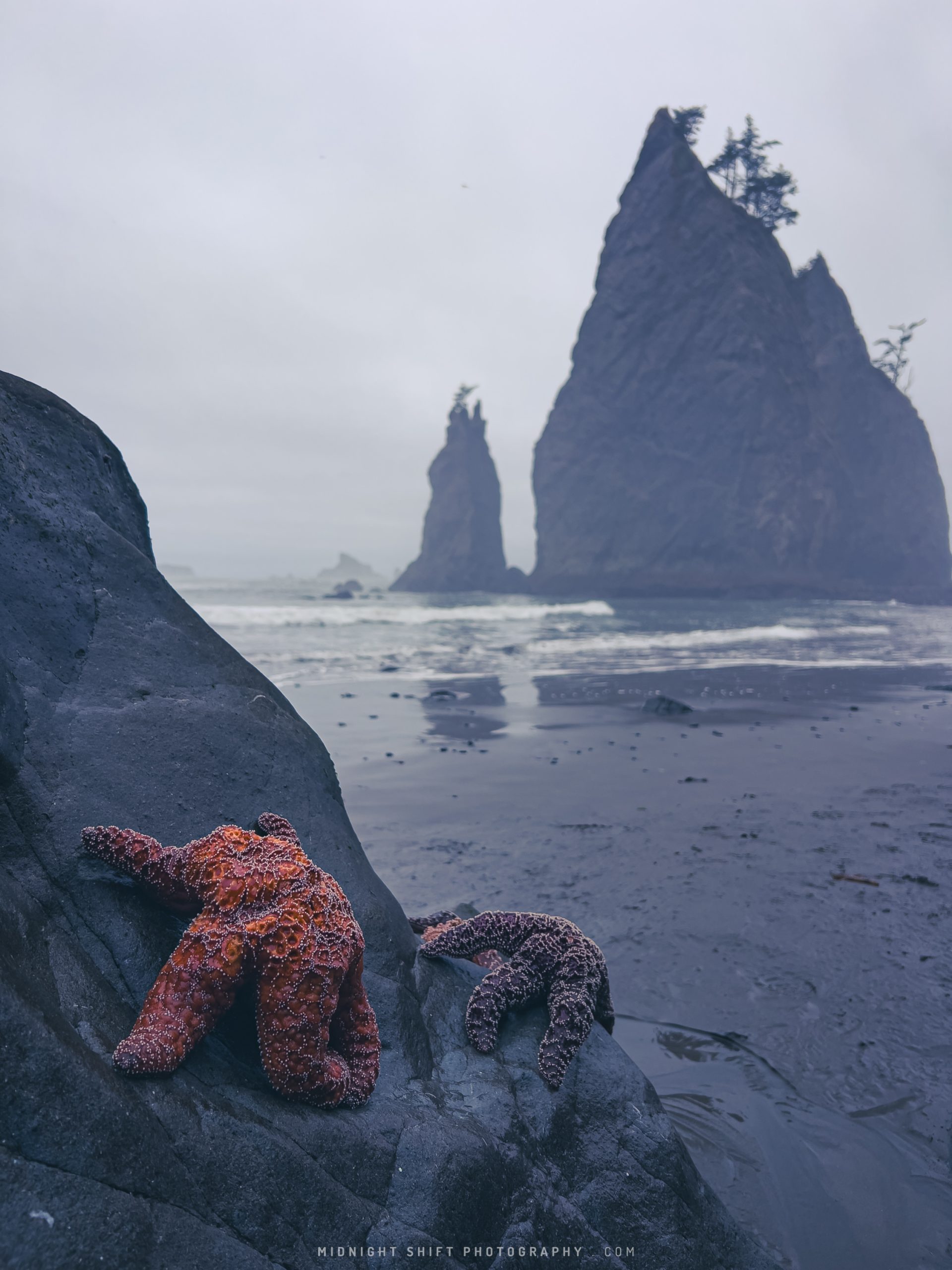 Starfish sit on a rock at Rialto Beach, in Washington state.