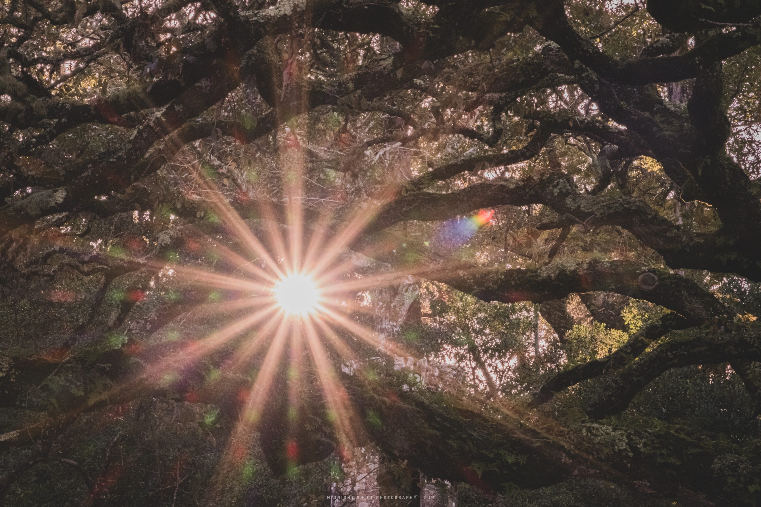 The sun shines through the branches of an ancient tree in Sintra, Portugal